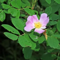 smooth rose thumbnail 1