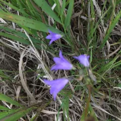 western harebell thumbnail 3