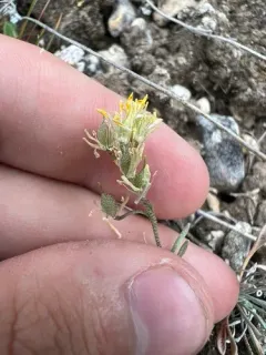 Curved Bladderpod thumbnail 1