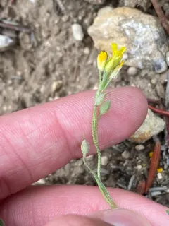 Curved Bladderpod thumbnail 2