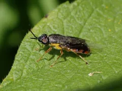 Odontomyia profuscata thumbnail 2