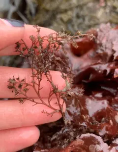 sea brush thumbnail 3