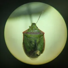 Red-shouldered Stink Bug thumbnail 3