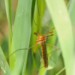 Ferruginous Tiger Crane Fly thumbnail 5