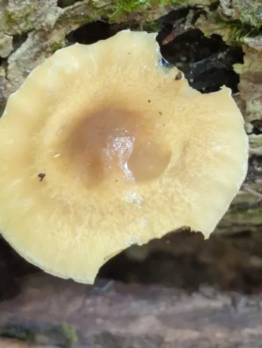 Agrocybe acericola