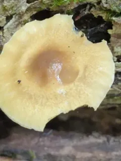 Agrocybe acericola thumbnail 1