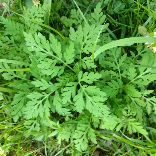 common ragweed