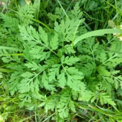 common ragweed thumbnail 1
