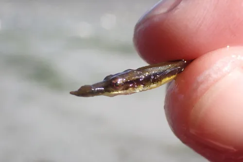 Southern Tubenose Poacher