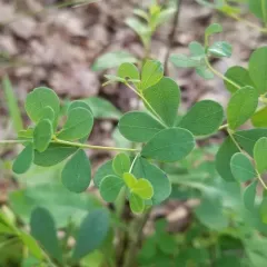 eastern wild indigo thumbnail 1