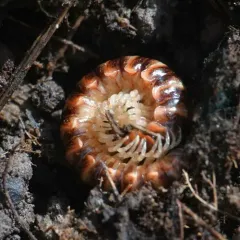 Salmon Cherry Millipede thumbnail 4