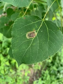 Cottonwood Leafminer thumbnail 4