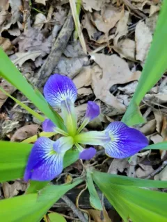 leafy blue flag thumbnail 3