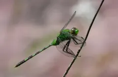Great Pondhawk thumbnail 2