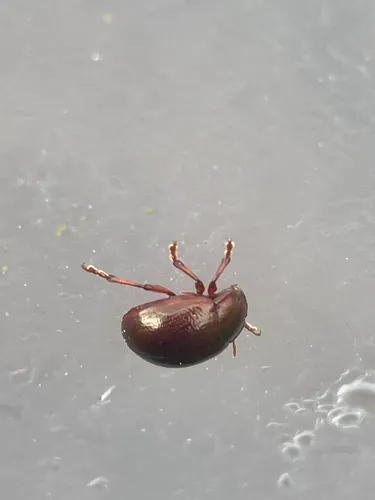 brown leaf beetle