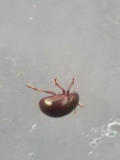 brown leaf beetle thumbnail 1