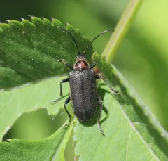 Double-lined Longhorn Beetle thumbnail 3