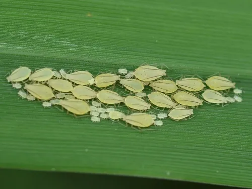 Honeysuckle-grass Aphid