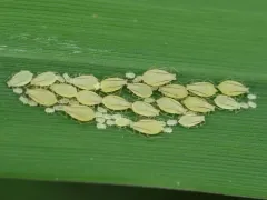 Honeysuckle-grass Aphid thumbnail 1