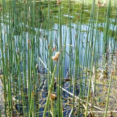 hardstem bulrush thumbnail 4