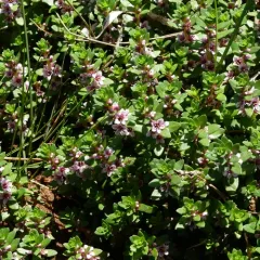 Sea Milkwort thumbnail 2