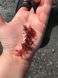 Sea Oak thumbnail 4