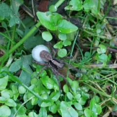 Forest Wolf Spider thumbnail 2