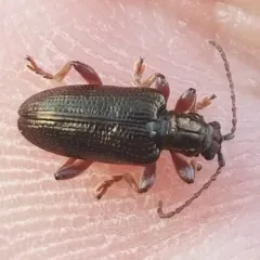 Shoemaker's reed beetle thumbnail 4