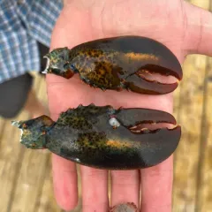 American Lobster thumbnail 3