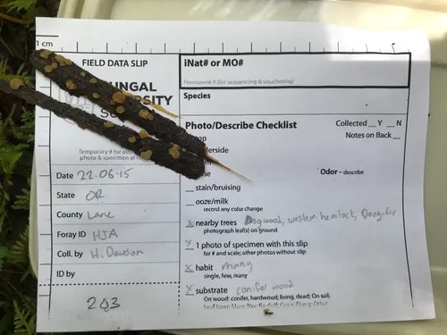 Xerombrophila crystallifera