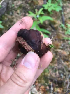Doughnut Fungus thumbnail 2
