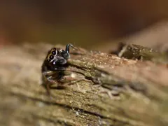 Little Mountain Jumping Spider thumbnail 3