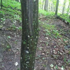 American hornbeam thumbnail 2