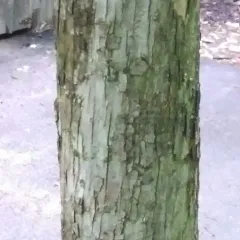 American hophornbeam thumbnail 5