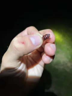 Lazarus's Earth-boring Scarab Beetle thumbnail 1