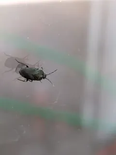 Umbrose Seed Bug thumbnail 3