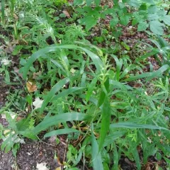 bottlebrush grass thumbnail 2