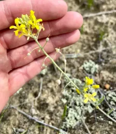 silver bladderpod thumbnail 4