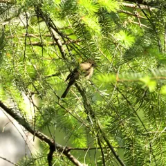 Western Flycatcher thumbnail 3