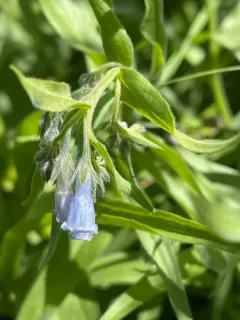 Toiyabe bluebells thumbnail 3