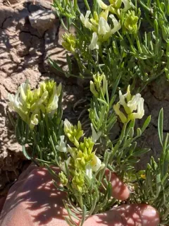 Gray's Milkvetch thumbnail 3