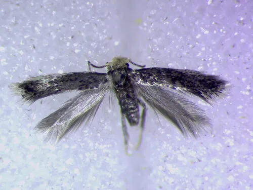 Balsam Poplar Petiole Miner