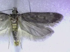 Filatima abactella thumbnail 3