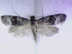 Apotomops wellingtoniana thumbnail 3