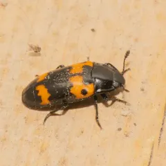 Red-banded Fungus Beetle thumbnail 2