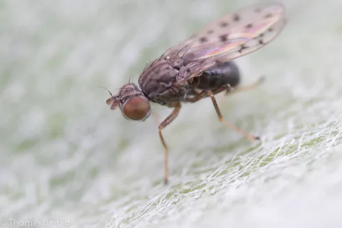 Philygria punctatonervosa