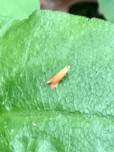 Coptotriche zelleriella