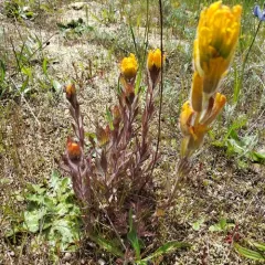 Golden Paintbrush thumbnail 4