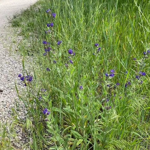 common alkanet