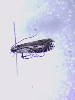 Black Birch Leafminer thumbnail 1